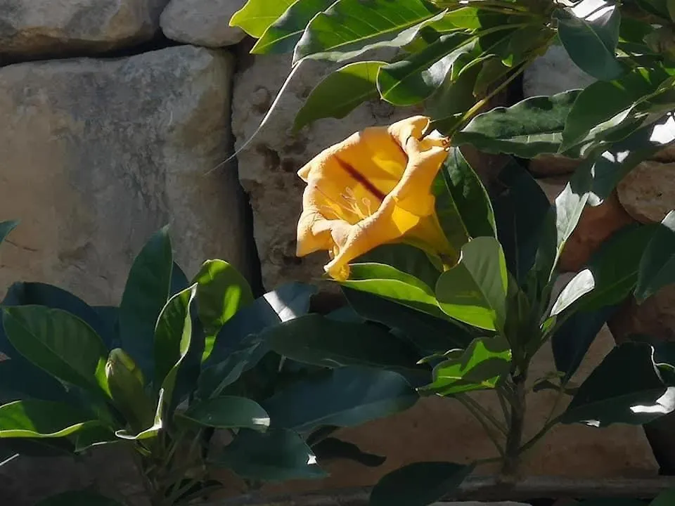 Holiday home Il-Harruba Farmhouse Villa Marsaskala